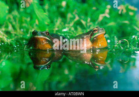 Struttura Stripeless rane, Hyla meridionalis. Due maschi gracchia Foto Stock