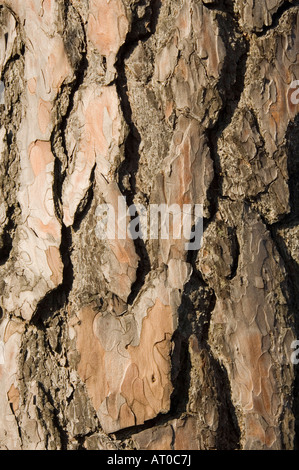 Close-up di pino silvestre corteccia Thursley Riserva Naturale Surrey UK Foto Stock