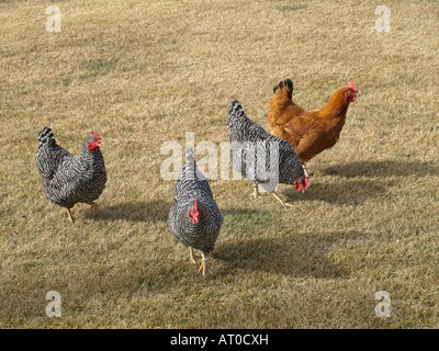 Un gregge di intervallo libero polli biologici sbarrate Plymoth rocce e un Buff Orpington cercando scratch che è semi e insetti Foto Stock