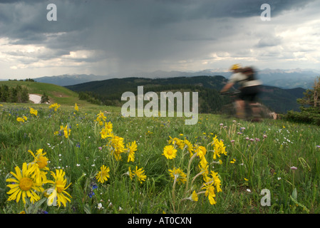 Un mountain biker crociere da su un sorprendente cresta con fiori selvatici in primo piano in alto al San Juan Mountains Colorado Foto Stock