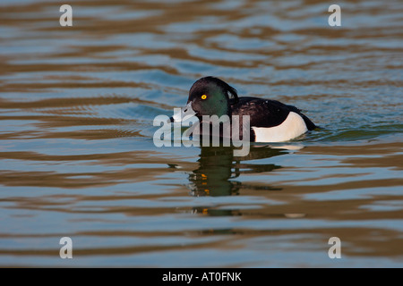 Moretta Aythya fuligula nuoto sul lago Verulamium Park, St Albans Foto Stock