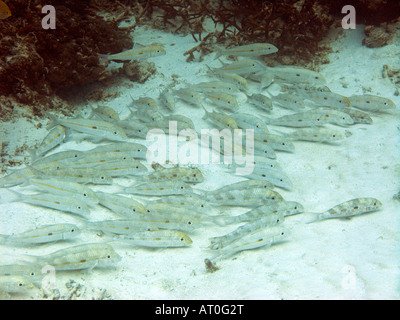 Scuola di yellowstripe goatfish, Mulloidichthys flavolineatus, alimentazione sulla sabbia febbraio 2008, Surin, delle Isole Andamane Foto Stock