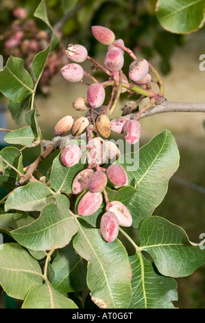 albero di pistacchio Foto Stock