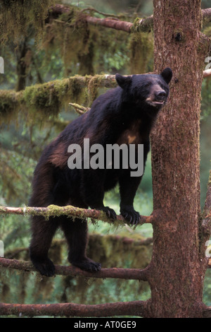 Black Bear Ursus americanus seminare in un albero lungo Anan Creek Tongass National Forest southeast Alaska Foto Stock