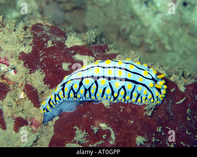 Phyllidia varicosa nudibranch, Phyllidia varicosa febbraio 2008, isole Surin, sul mare delle Andamane, Thailandia Foto Stock