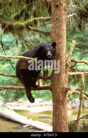 Black Bear Ursus americanus seminare in un albero lungo Anan Creek Tongass National Forest southeast Alaska Foto Stock