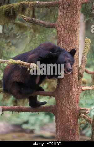 Black Bear Ursus americanus seminare in un albero lungo Anan Creek Tongass National Forest southeast Alaska Foto Stock