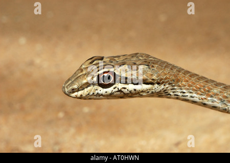 Sabbia Schokari Racer Psammophis schokari è una specie di serpente trovato in parti di Asia e Africa Foto Stock