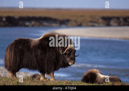 Muskox Ovibos moschatus mucca sorge lungo un fiume sulla pianura costiera del versante nord Brooks Range centrale Alaska artico Foto Stock