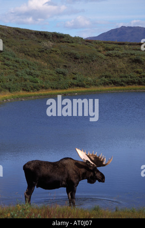 Moose Alces alces bull che appena versato il suo velvet beve l'acqua da un bollitore pond Parco Nazionale di Denali interior Alaska Foto Stock