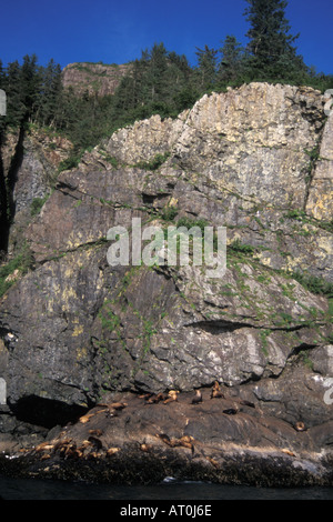 In via di estinzione steller sea lion Eumetopias jubatus tirata fuori sulle rocce in Chiswell isole Il parco nazionale di Kenai Fjords Alaska Foto Stock