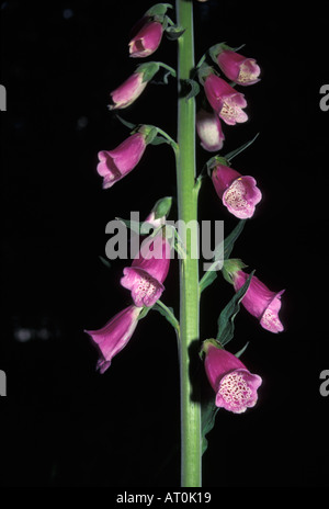 Foxglove Digitalis purpurea blooming a Long Island nel sud-ovest di Washington Foto Stock