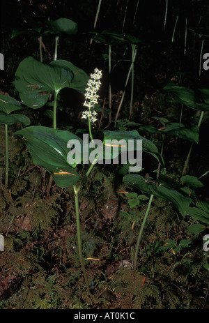 Falso Il giglio della valle o può lily Maianthemum dilatatum blooming nella foresta pluviale del Parco Nazionale di Olympic Washington Foto Stock