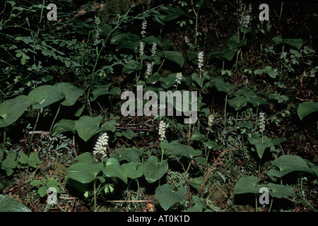 Falso Il giglio della valle o può lily Maianthemum dilatatum blooming nella foresta pluviale del Parco Nazionale di Olympic Washington Foto Stock