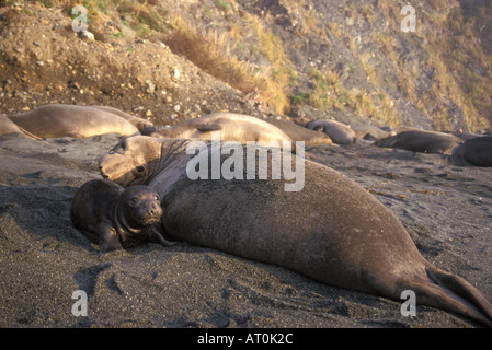 Northern guarnizione di elefante Mirounga angustirostris mucca con la neonata su una spiaggia San Simeon California del Nord Pacifico Foto Stock