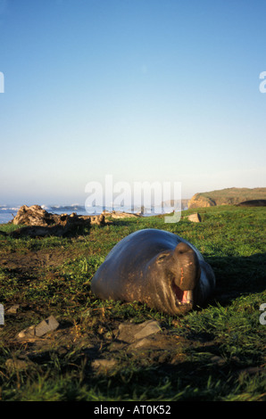 Northern guarnizione di elefante Mirounga angustirostris bull a sunrise lungo la costa del Pacifico San Simeon California Foto Stock