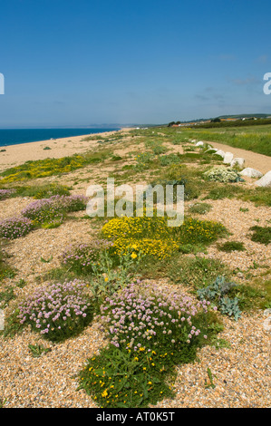 Piante fiorite sulla tegola, Chesil Beach, Dorset, Regno Unito Foto Stock