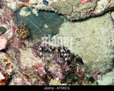 Boxer a bande di gamberi Stenopus hispidus, closeup febbraio 2008, isole Surin, sul mare delle Andamane, Thailandia Foto Stock