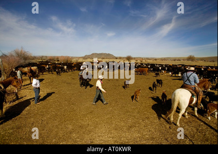 Signor Cowboy marca bovini sul Hanley Ranch nel cuore del paese di ioni Jordan Valley Oregon Foto Stock