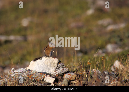 Townsend s Scoiattolo striado Tamias townsendii si siede su una roccia e mangia autunno bacche nel Glacier National Park Montana Foto Stock