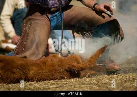 Signor Cowboy marca bovini sul Hanley Ranch nel cuore del paese di ioni Jordan Valley Oregon Foto Stock