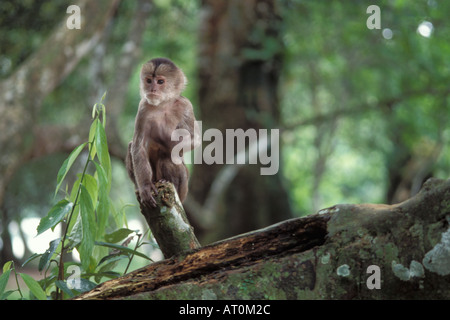 Scimmia di scoiattolo Saimiri sciureus nella foresta pluviale dell'Amazzonia ecuadoriana Ecuador America del Sud Foto Stock