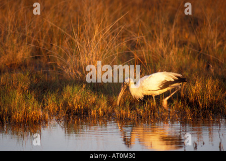 Cicogna legno Mycteria americana in una palude al tramonto in Merritt Island National Wildlife Refuge Florida Foto Stock