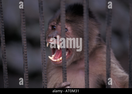 Scimmia di scoiattolo Saimiri sciureus in uno zoo nella foresta pluviale dell'Amazzonia ecuadoriana Ecuador America del Sud Foto Stock