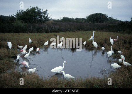 Roseate spoonbill grande airone cicogna legno airone Snowy White ibis ibis lucido in Merritt Island National Wildlife Refuge Florida Foto Stock