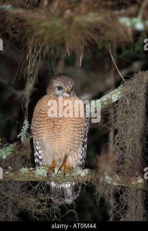 Con spallamento rosso hawk Buteo lineatus siede sul suo pesce persico in Everglades National Park Florida Foto Stock