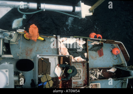 Equipaggio del peschereccio Blueback haul in ingranaggio con palangari con pacific haibut Hippoglossus stenolepis pesce Kachemak Bay Alaska Foto Stock