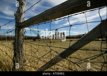 Signor Cowboy marca bovini sul Hanley Ranch nel cuore del paese di ioni Jordan Valley Oregon Foto Stock