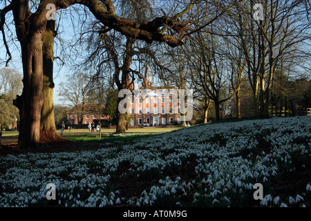 [Welford Park] Station Wagon e [Country House], bucaneve crescente sotto avenue di 'tigli" in inverno, Berkshire, Inghilterra, Regno Unito Foto Stock