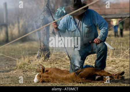 Signor Cowboy marca bovini sul Hanley Ranch nel cuore del paese di ioni Jordan Valley Oregon Foto Stock