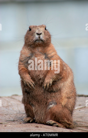 Nero prairie codato marmotta cynomys ludovicianus Foto Stock