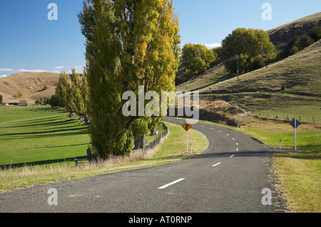 Strada e Pioppi vicino a Puketapu vicino a Napier Hawkes Bay Isola del nord della Nuova Zelanda Foto Stock