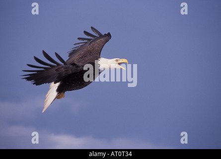 Aquila calva Haliaeetus leucocephalus in volo e chiamata di Kachemak Bay centromeridionale Alaska Foto Stock