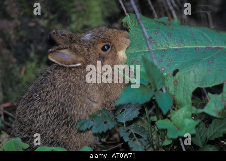 Coniglio pigmeo Brachylagus idahoensis alimenta sulla vegetazione nel Parco Nazionale di Olympic Olympic Peninsula Washington Foto Stock