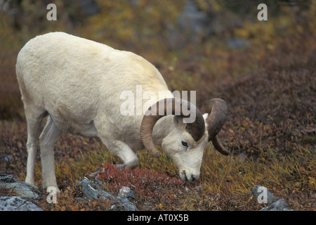 Dall ovini ovis dalli arricciamento full feed di ram su fall tundra Parco Nazionale di Denali interno dell Alaska Foto Stock