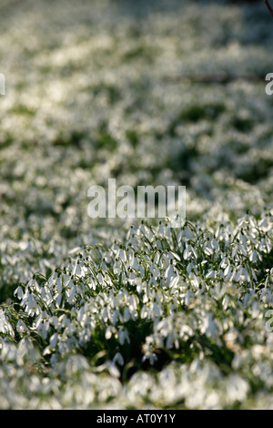 Snowdrops [Galanthus nivalis], tappeto di bosco di bellissimi fiori di colore bianco scintillante nel sole primaverile, England, Regno Unito Foto Stock
