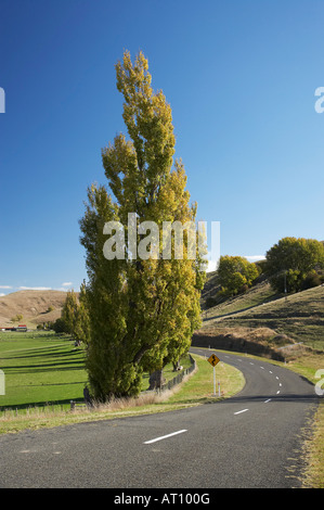 Strada e Pioppi vicino a Puketapu vicino a Napier Hawkes Bay Isola del nord della Nuova Zelanda Foto Stock