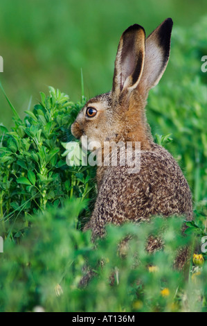 Brown Hare Lepus europaeus young eating National Park Lake Neusiedl Burgenland Austria April 2007 Foto Stock