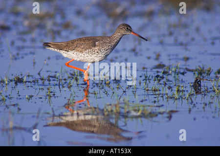 Common Redshank Tringa totanus adulto a piedi il parco nazionale del lago di Neusiedl Burgenland Austria Aprile 2007 Foto Stock