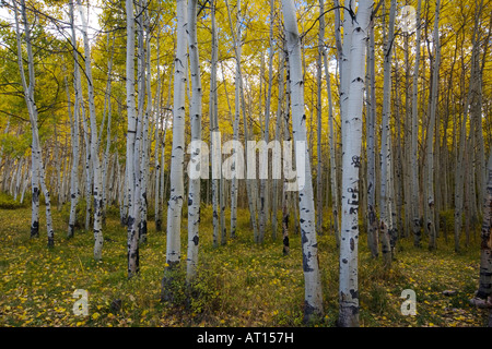 Caduta di Aspen in La Sal Mountains Foto Stock