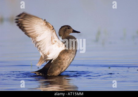 Canapiglia Anas strepera maschio Parco Nazionale del lago di Neusiedl Burgenland Austria Aprile 2007 Foto Stock