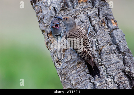 Northern Flicker Colaptes auratus rosso scopare forma femmina di alimentazione dei giovani nella cavità di nidificazione del Rocky Mountain National Park in Colorado Foto Stock