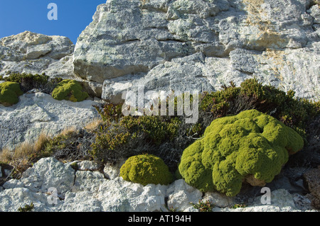 I licheni Balsam Bog Bolax gummifera e farlo dee Empetrum rubrum crescere sulla roccia quarzite Ordnance punto Gypsy Cove Falklands Foto Stock