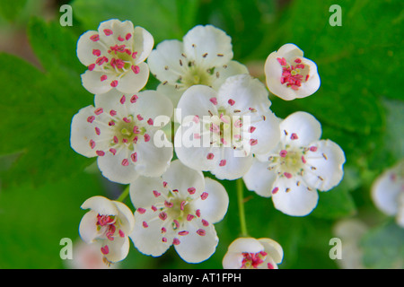 Fiore di Prugnolo Prunus spinosa in una molla del Regno Unito boschiva Inghilterra Gran Bretagna REGNO UNITO Foto Stock