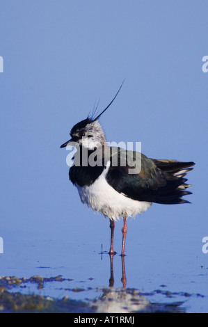 Pavoncella Vanellus vanellus maschio Parco Nazionale del lago di Neusiedl Burgenland Austria Aprile 2007 Foto Stock