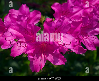 Azalea Magenta Foto Stock